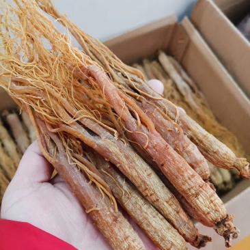长白山人参红参红全须一手货源批发，加工厂直销