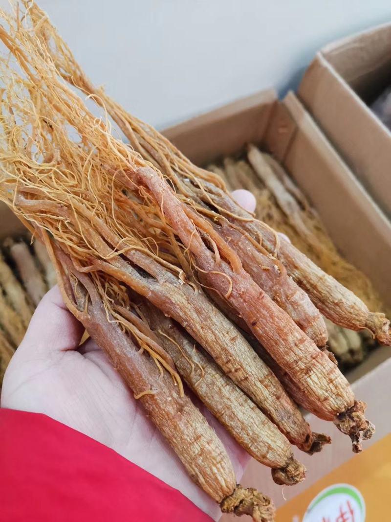长白山人参红参红全须一手货源批发，加工厂直销