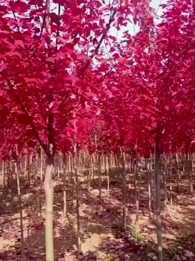 红枫苗，美国红枫树苗，北美红枫，枫树苗，质量好，价格低