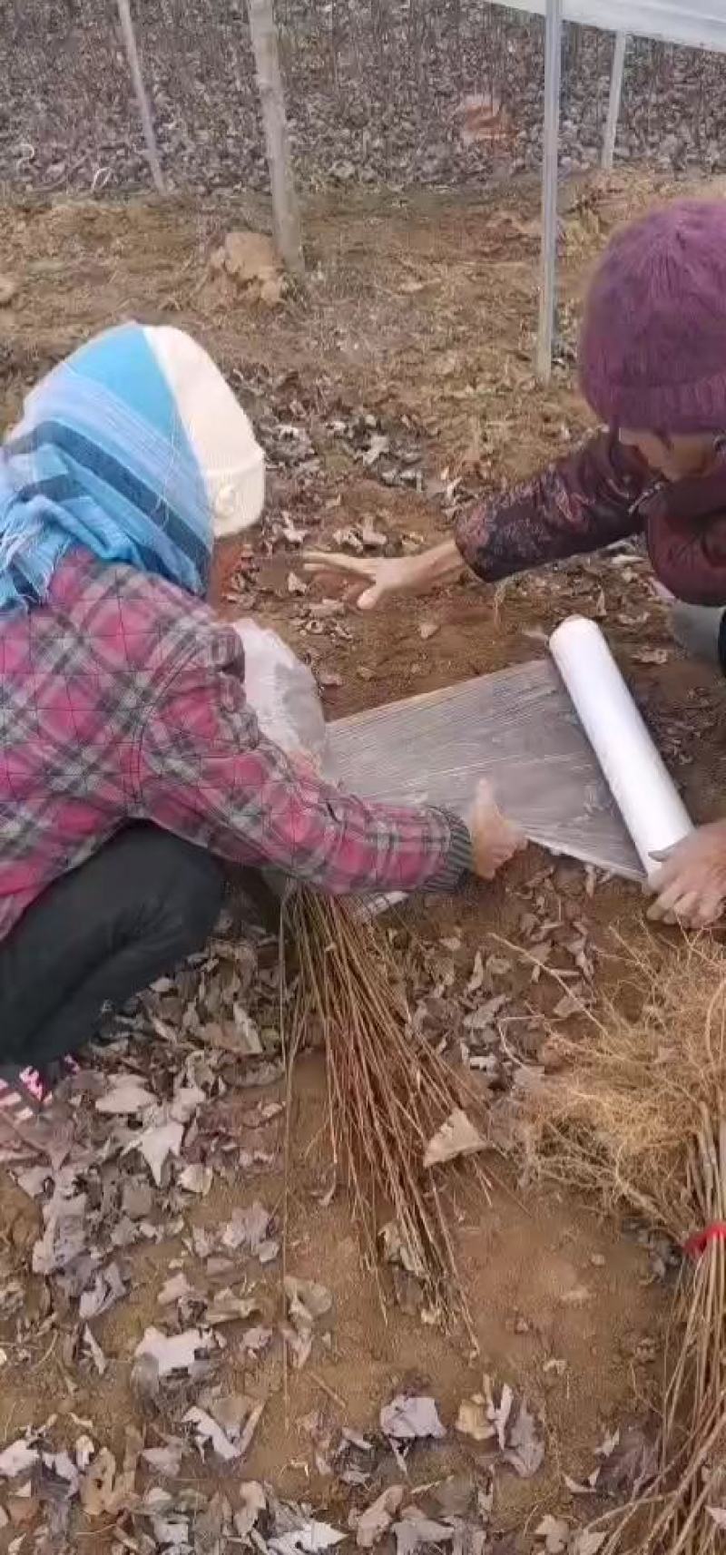 红枫苗，美国红枫树苗，北美红枫，枫树苗，质量好，价格低
