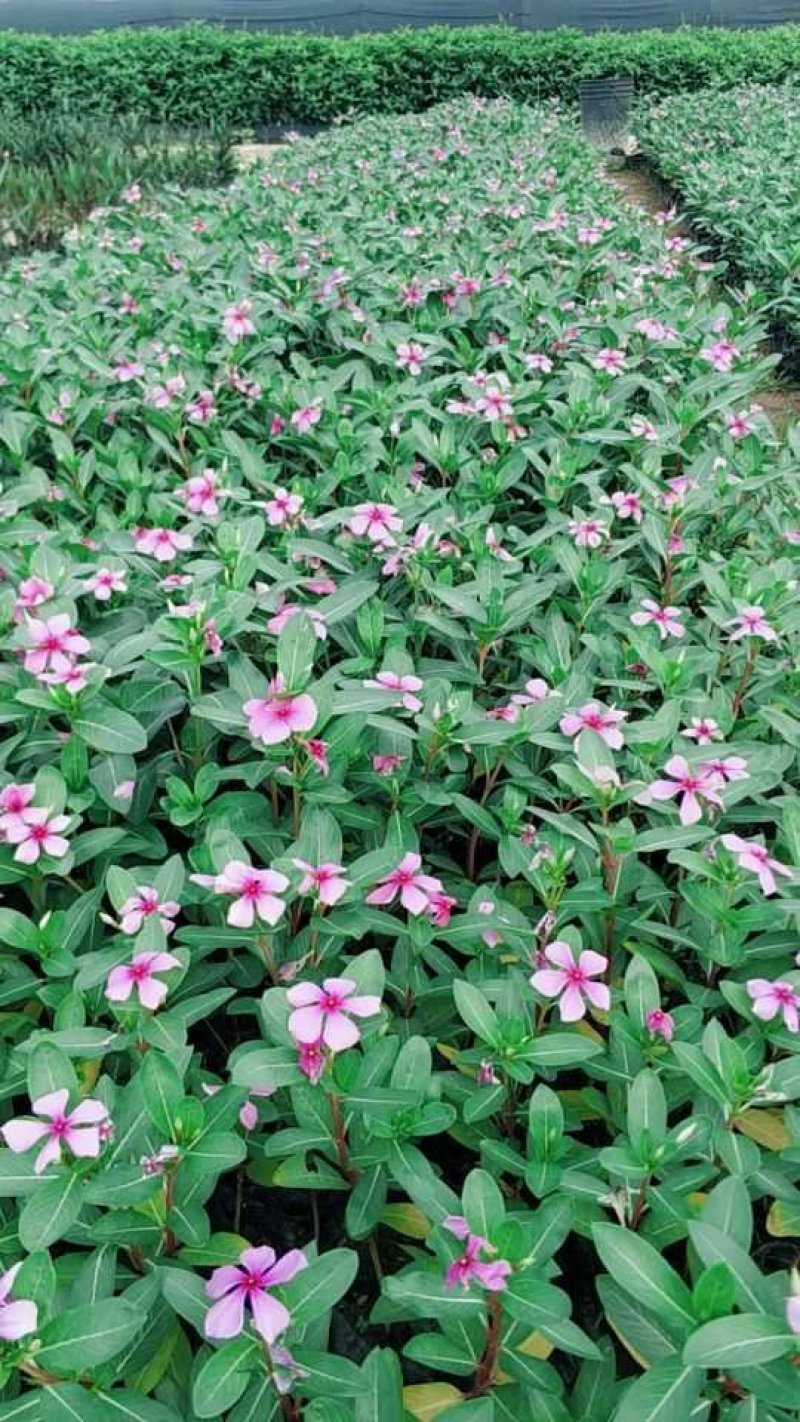 长春花小苗现货基地直销量大从优
