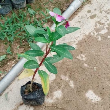 长春花小苗现货基地直销量大从优