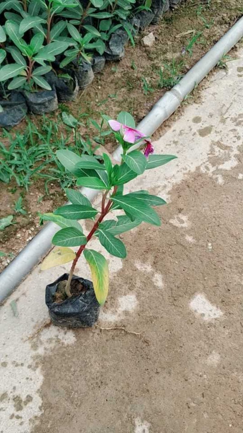 长春花小苗现货基地直销量大从优