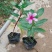 长春花小苗现货基地直销量大从优