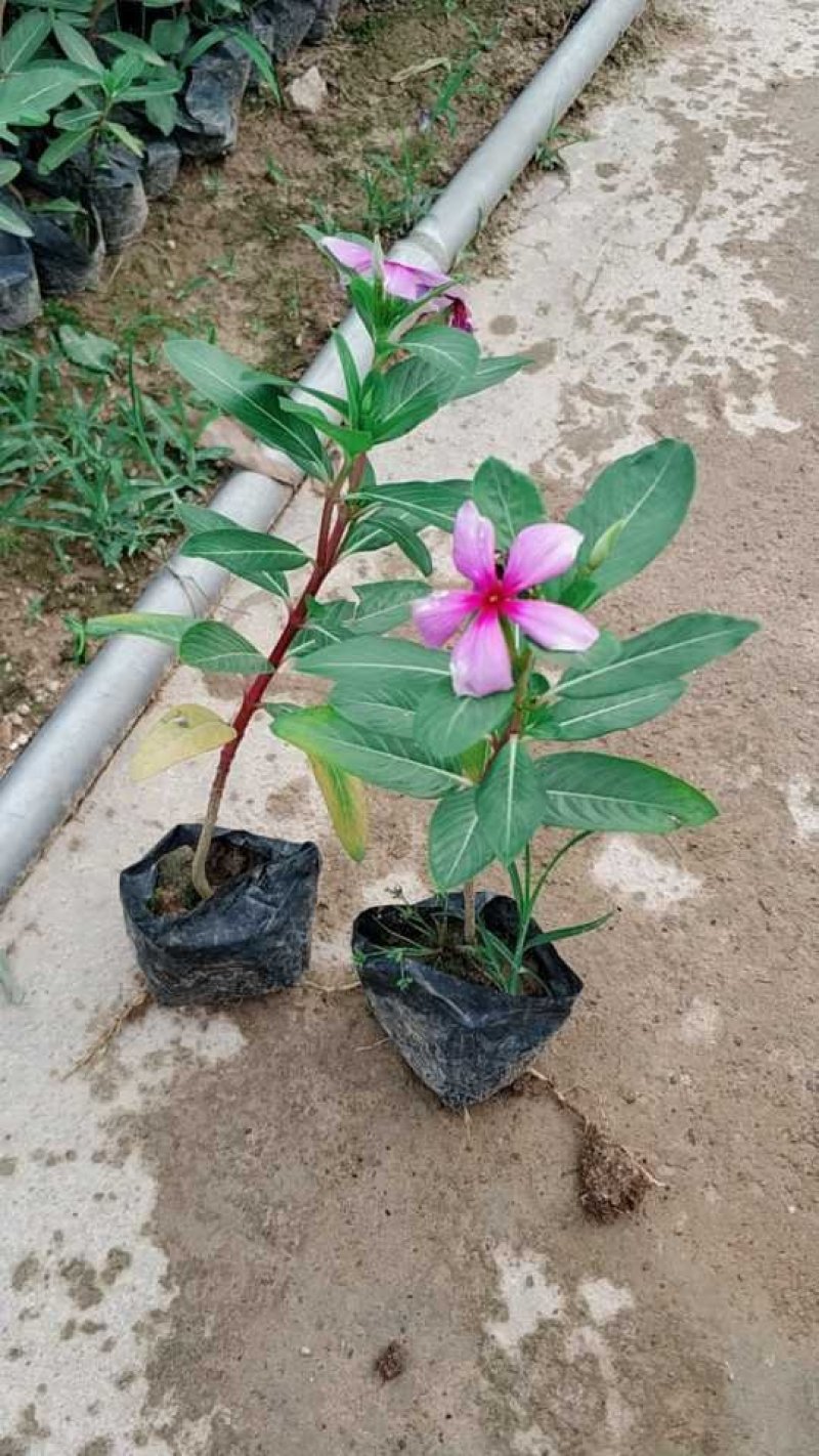 长春花小苗现货基地直销量大从优