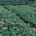 长春花小苗现货基地直销量大从优