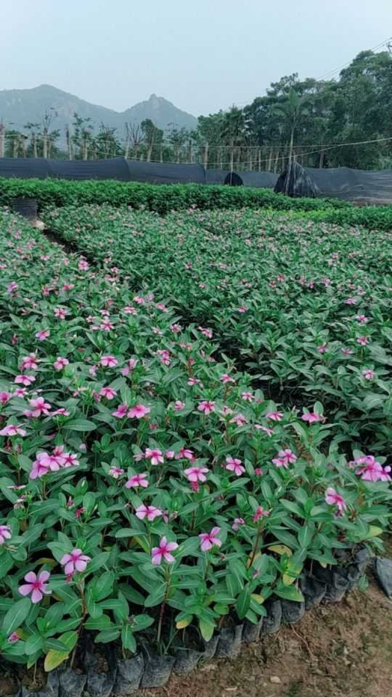 长春花小苗现货基地直销量大从优