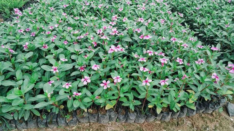 长春花小苗现货基地直销量大从优