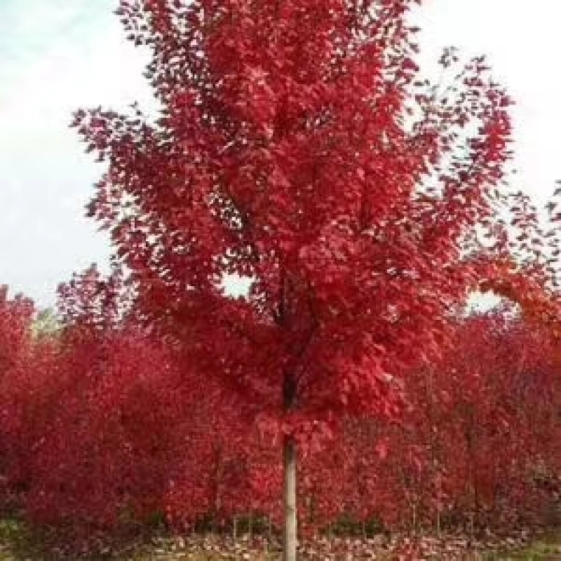 红枫苗，美国红枫树苗，北美红枫，枫树苗，质量好，价格低