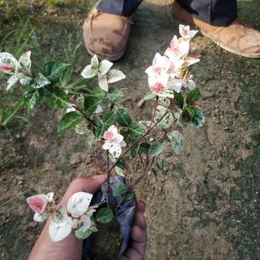 花叶络石小苗现货基地直销量大从优