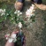 花叶络石小苗现货基地直销量大从优