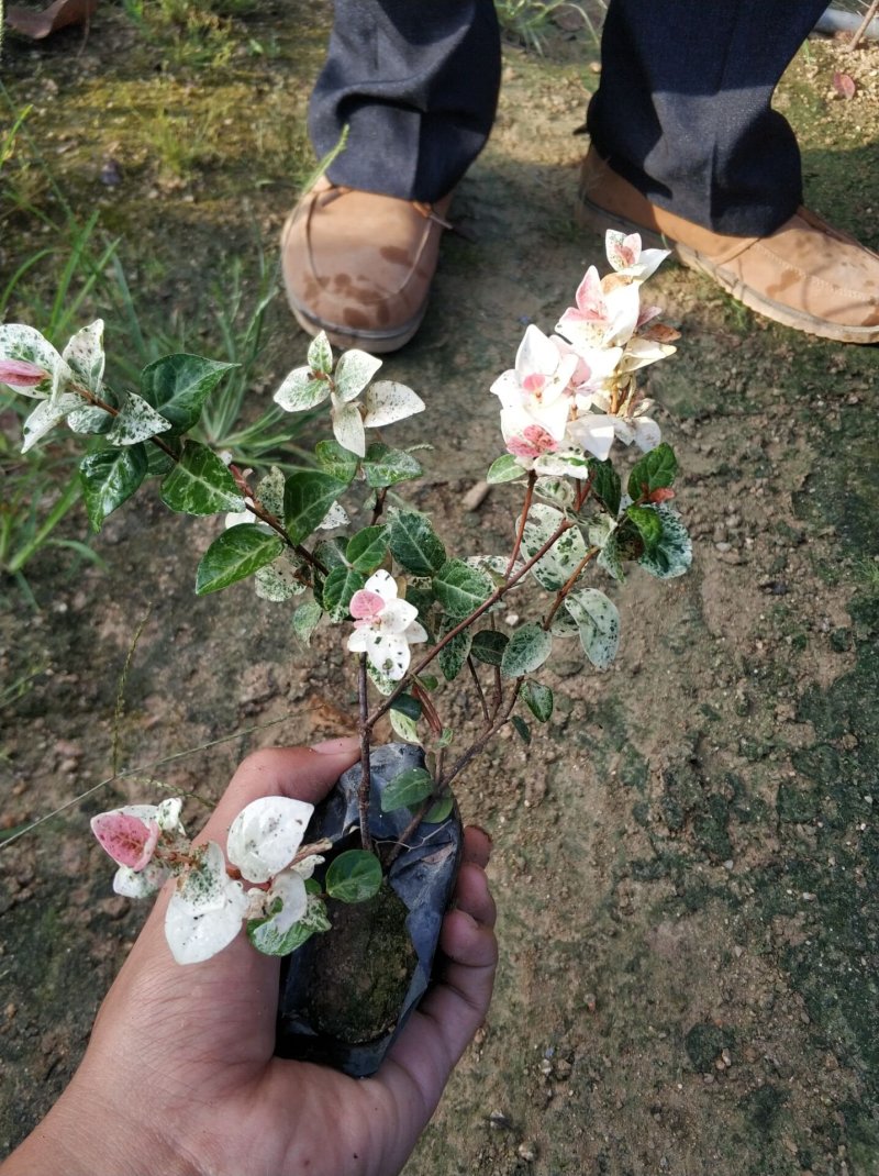花叶络石小苗现货基地直销量大从优