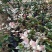 花叶络石小苗现货基地直销量大从优