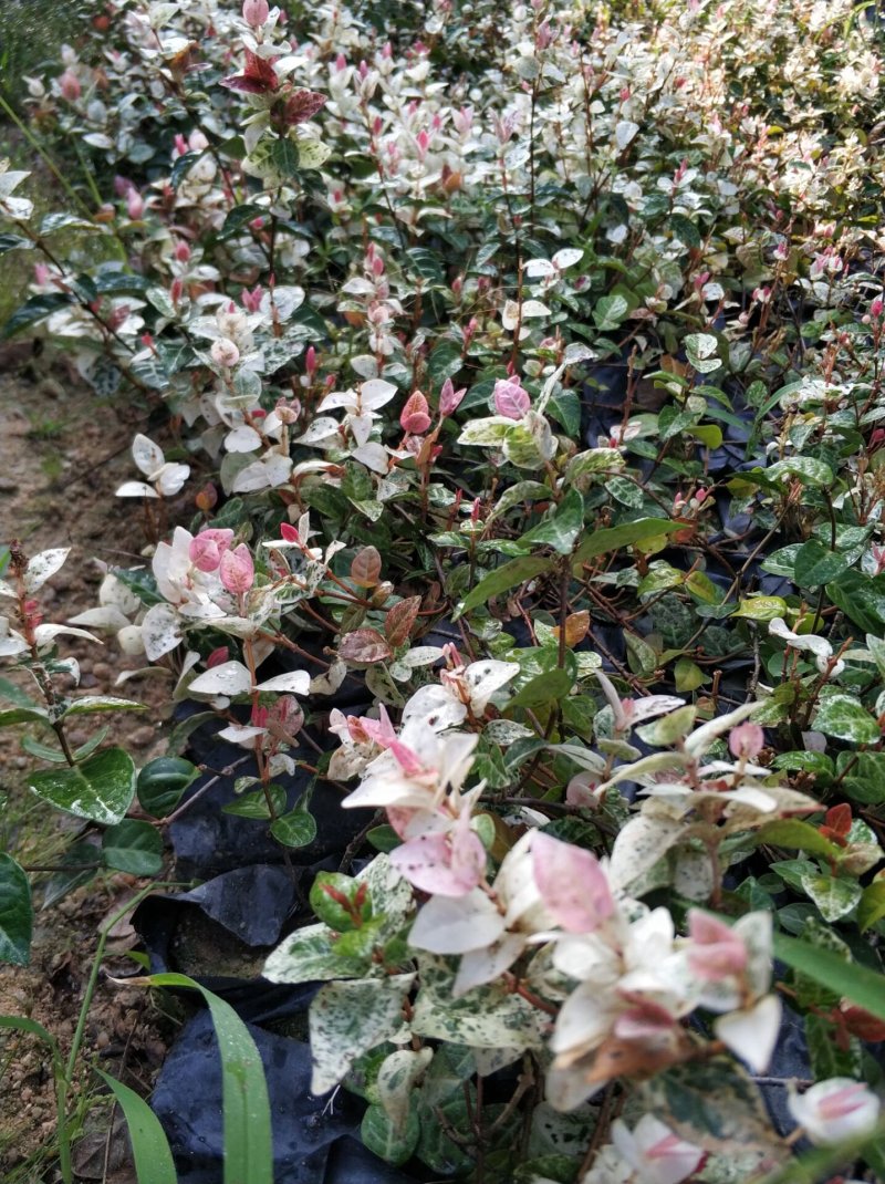 花叶络石小苗现货基地直销量大从优