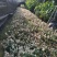 花叶络石小苗现货基地直销量大从优