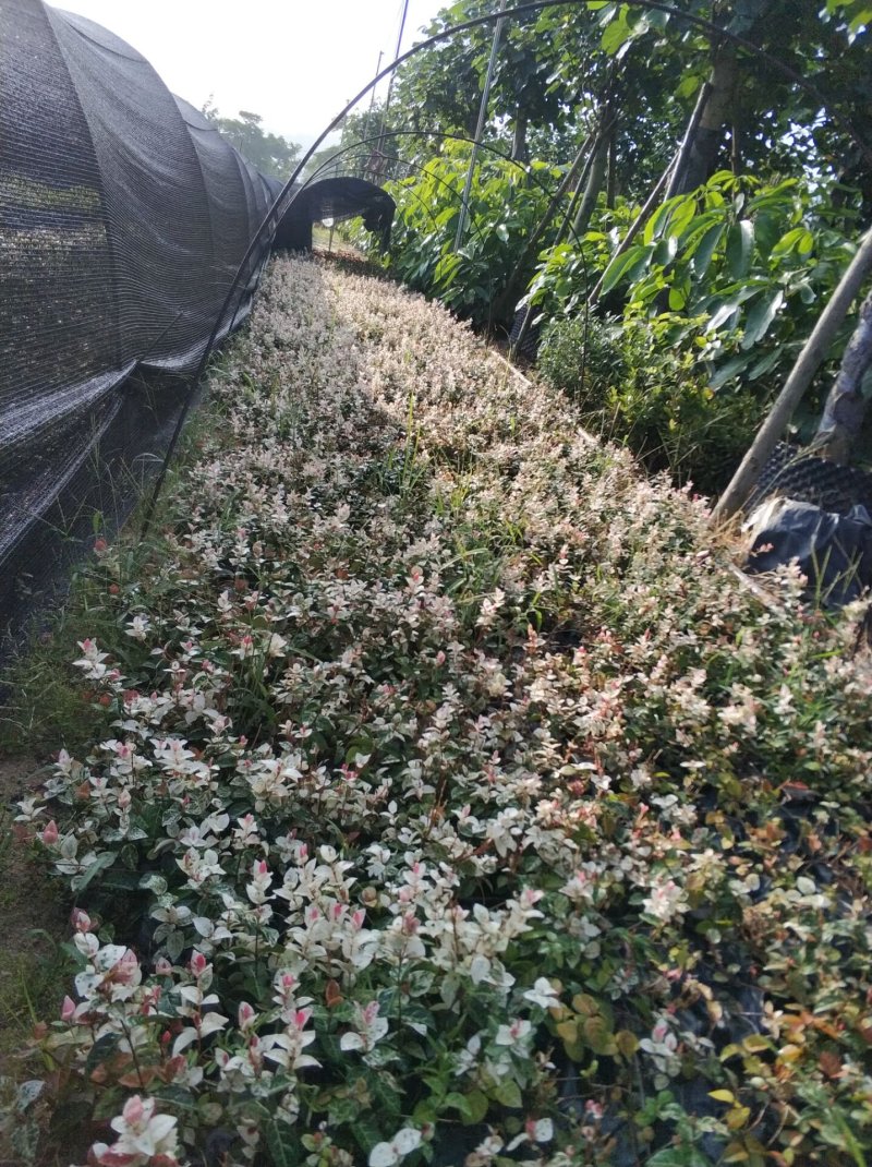 花叶络石小苗现货基地直销量大从优