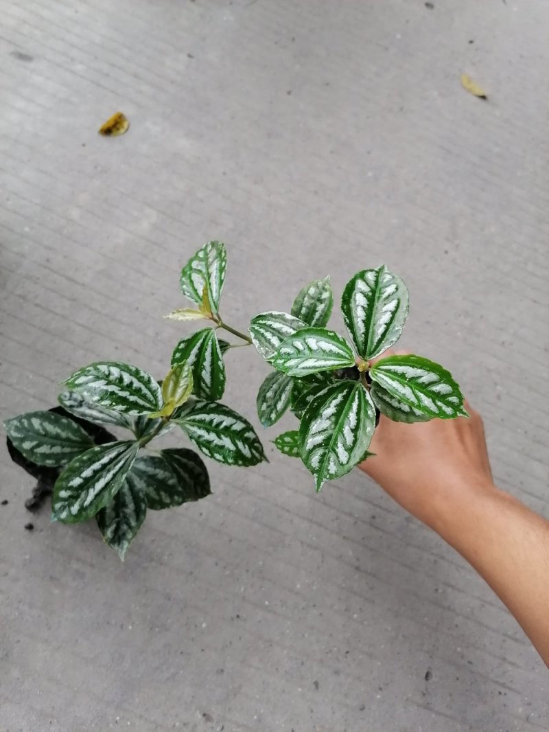 冷水花杯苗冷水花小苗观叶植物基地出售量大从优