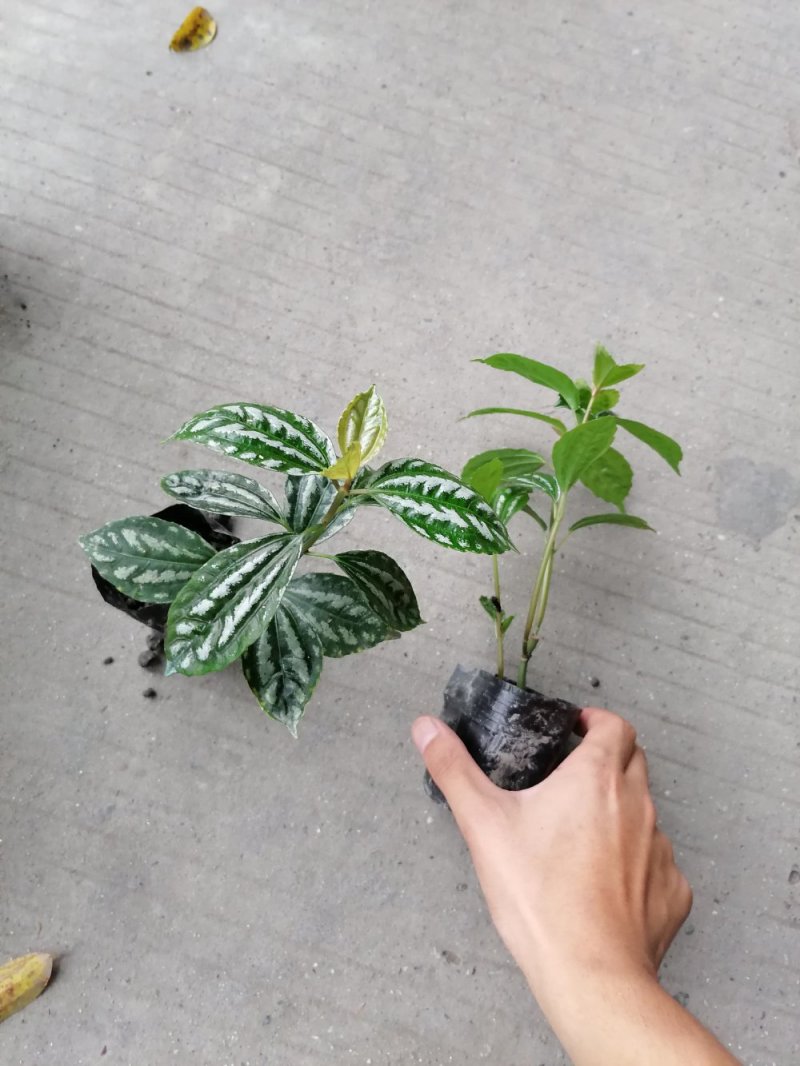 冷水花杯苗冷水花小苗观叶植物基地出售量大从优