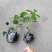 冷水花杯苗冷水花小苗观叶植物基地出售量大从优