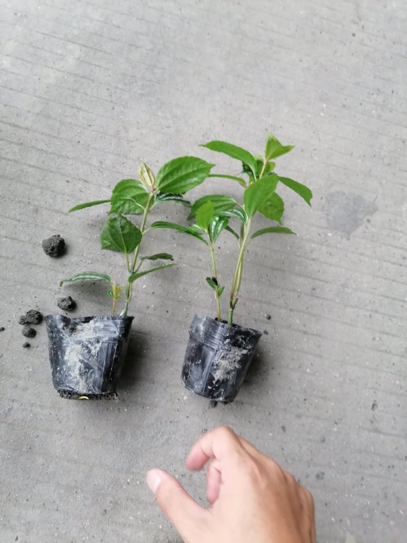 冷水花杯苗冷水花小苗观叶植物基地出售量大从优