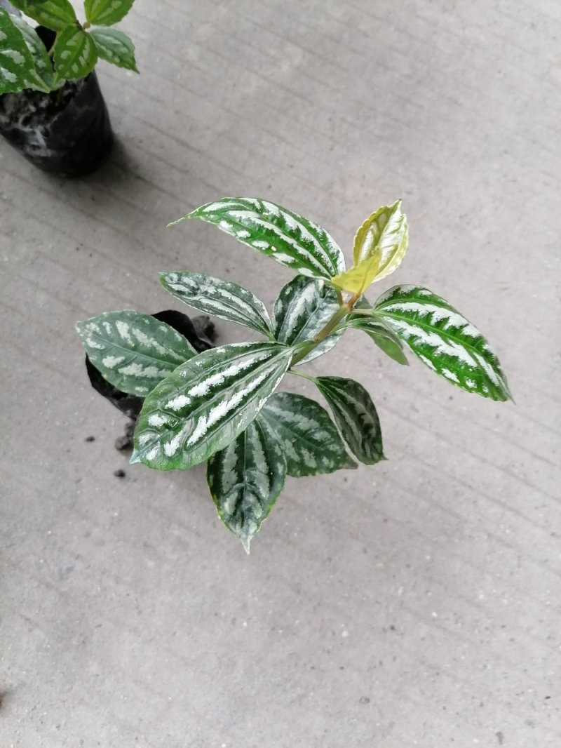 冷水花杯苗冷水花小苗观叶植物基地出售量大从优