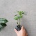 冷水花杯苗冷水花小苗观叶植物基地出售量大从优