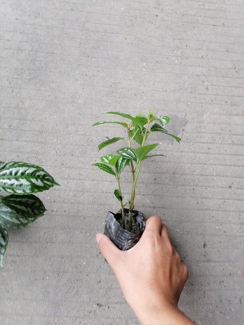 冷水花杯苗冷水花小苗观叶植物基地出售量大从优