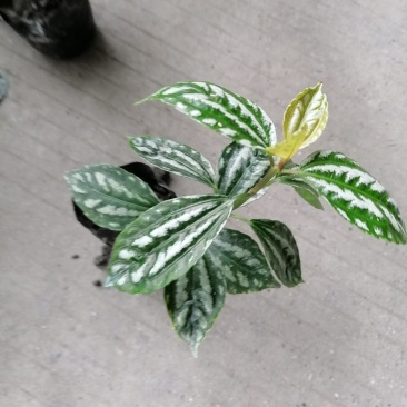 冷水花杯苗冷水花小苗观叶植物基地出售量大从优