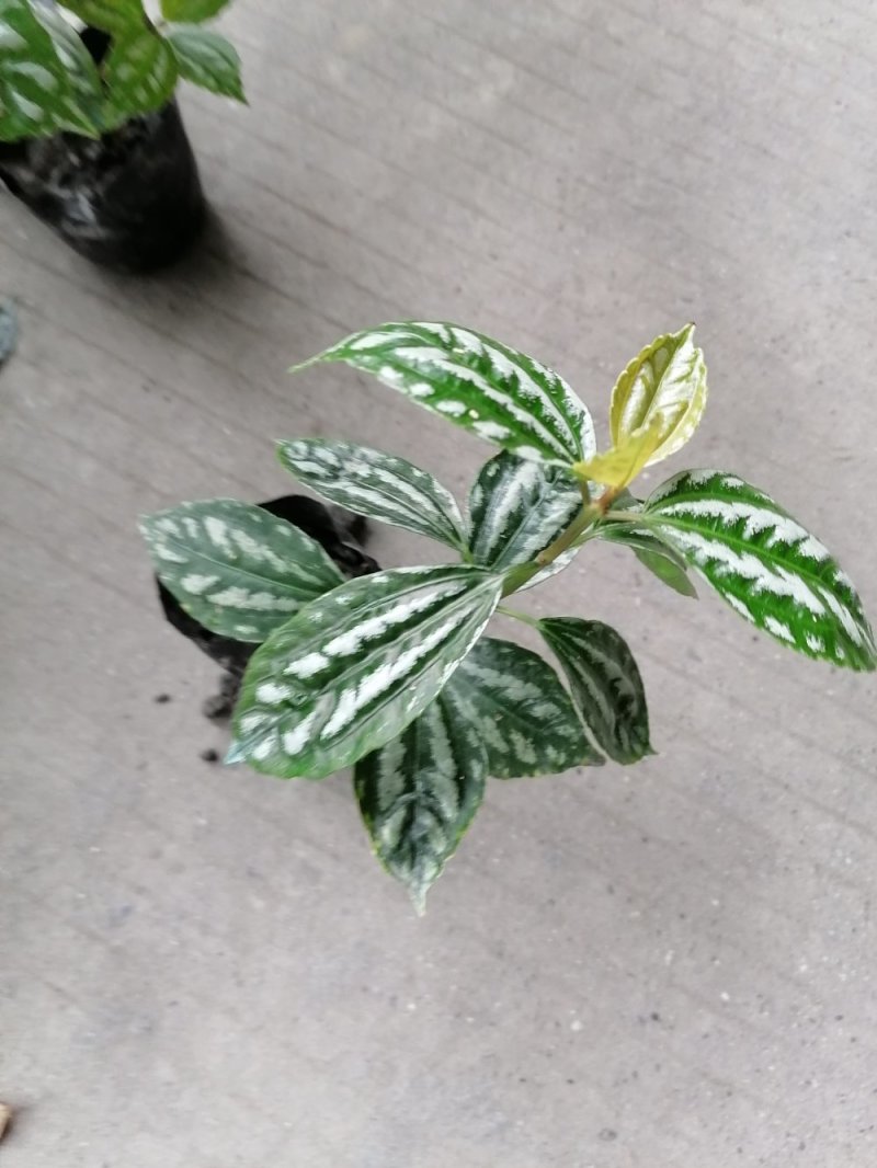 冷水花杯苗冷水花小苗观叶植物基地出售量大从优