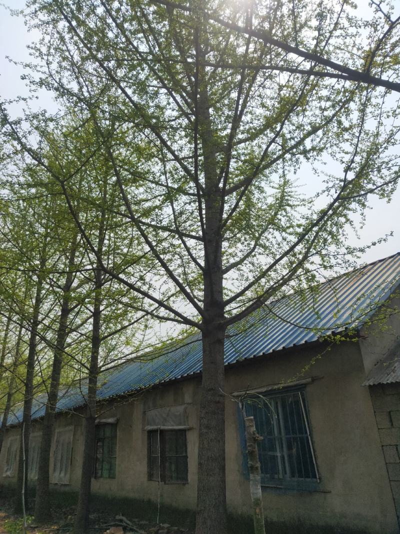 山东银杏实生树嫁接树，金叶银杏树丛生银杏树