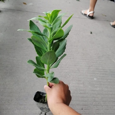 八宝景天小杯苗25-30公分高带杯发货欢迎议价