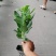 八宝景天小杯苗25-30公分高带杯发货欢迎议价