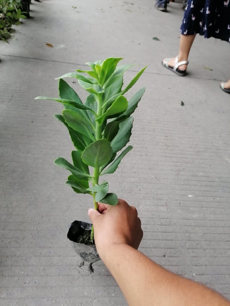 八宝景天小杯苗25-30公分高带杯发货欢迎议价