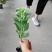 八宝景天小杯苗25-30公分高带杯发货欢迎议价