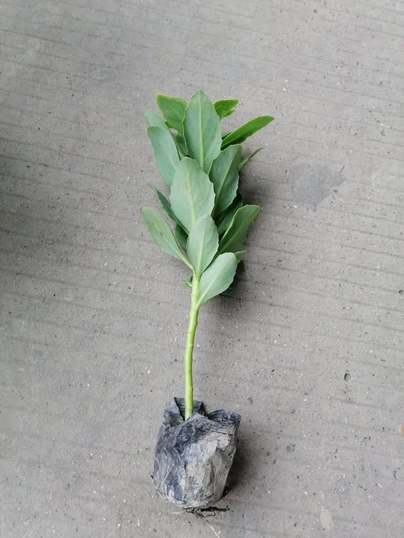 八宝景天小杯苗25-30公分高带杯发货欢迎议价