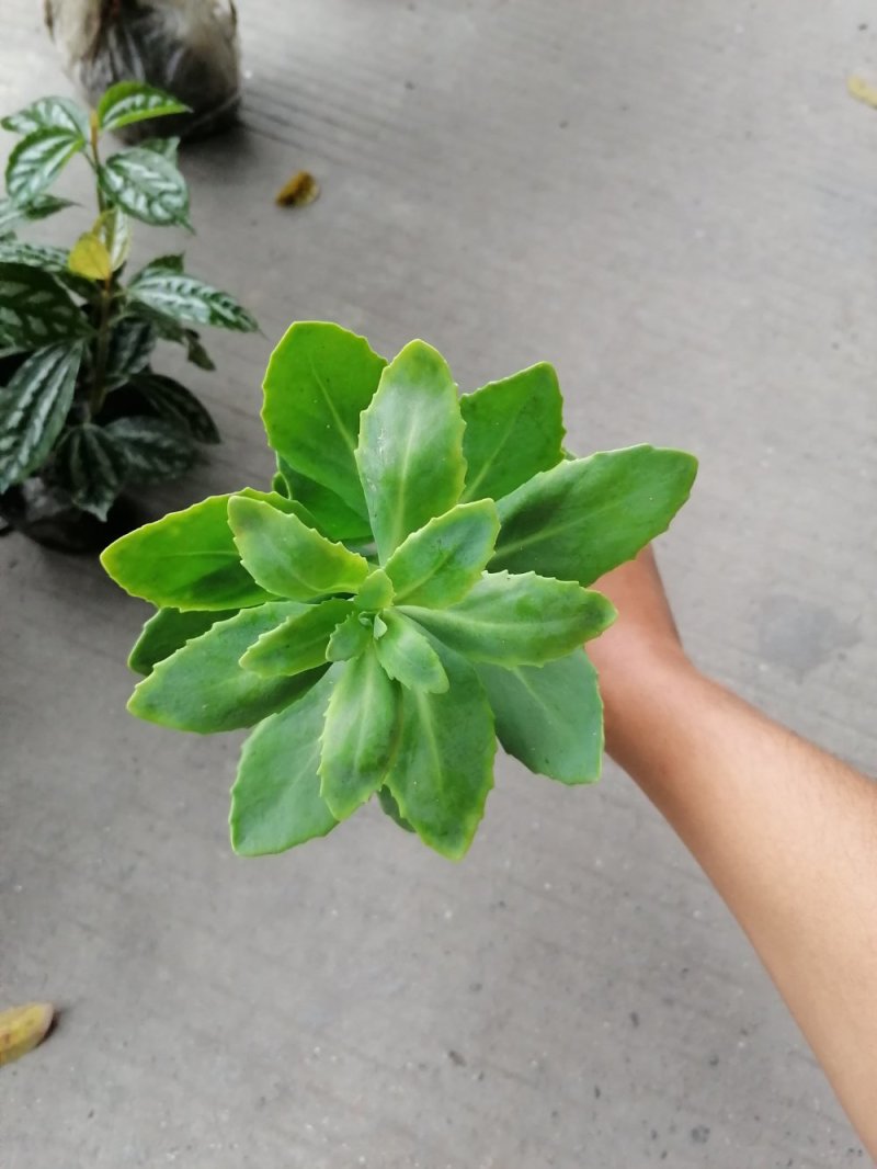 八宝景天小杯苗25-30公分高带杯发货欢迎议价