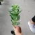 八宝景天小杯苗25-30公分高带杯发货欢迎议价