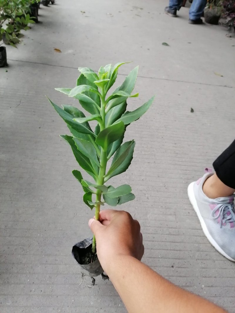 八宝景天小杯苗25-30公分高带杯发货欢迎议价