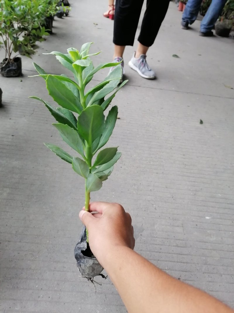 八宝景天小杯苗25-30公分高带杯发货欢迎议价