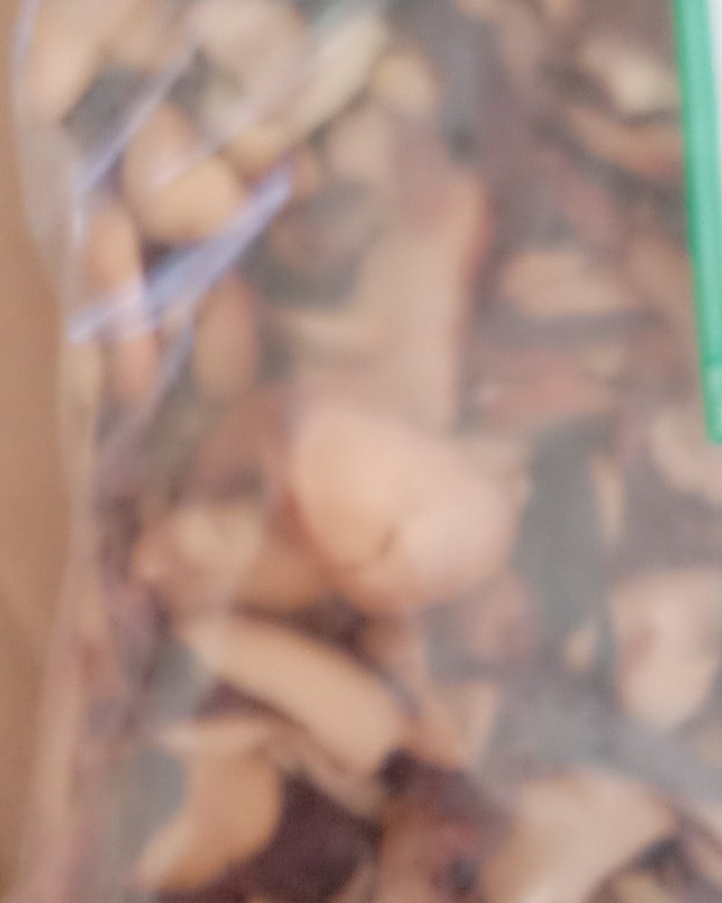 娑罗子，常年批发供应娑罗子家种货产地直销