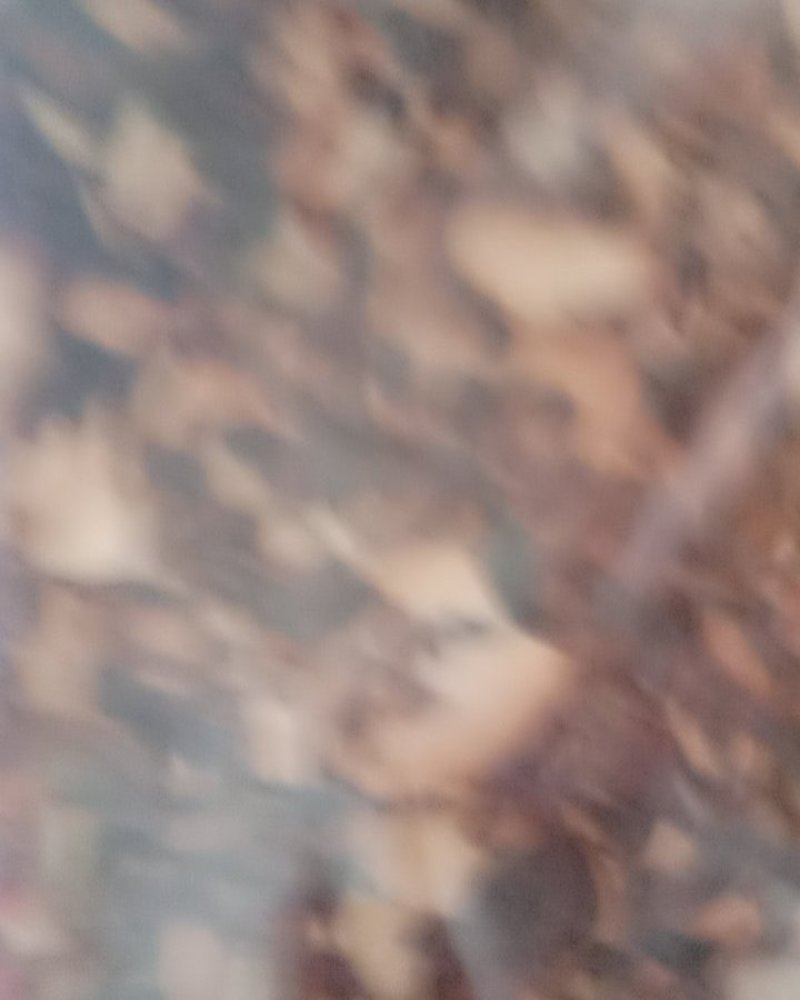 娑罗子，常年批发供应娑罗子家种货产地直销