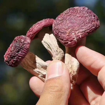 云南优质野生红菇，量大从优，欢迎咨询