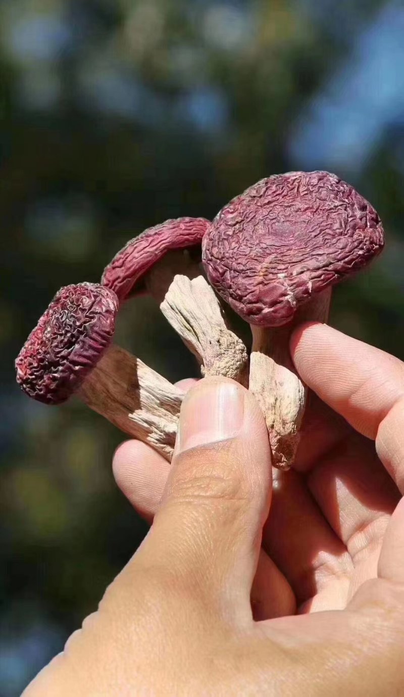 云南优质野生红菇，量大从优，欢迎咨询