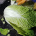 湖北高山反季节大白菜山地黄金基地直供