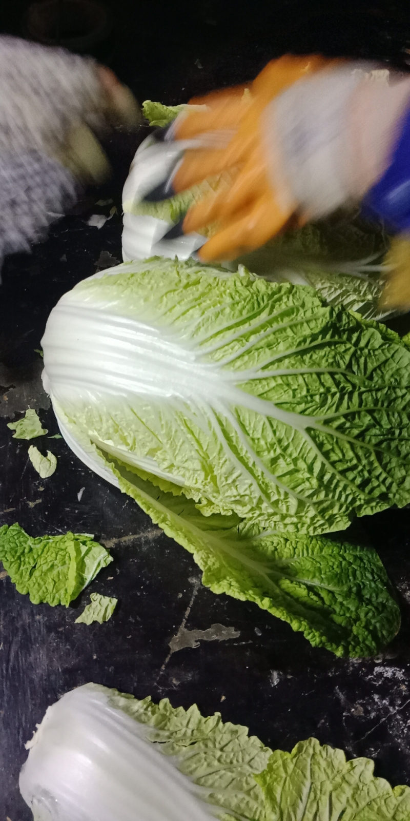 湖北高山反季节大白菜山地黄金基地直供