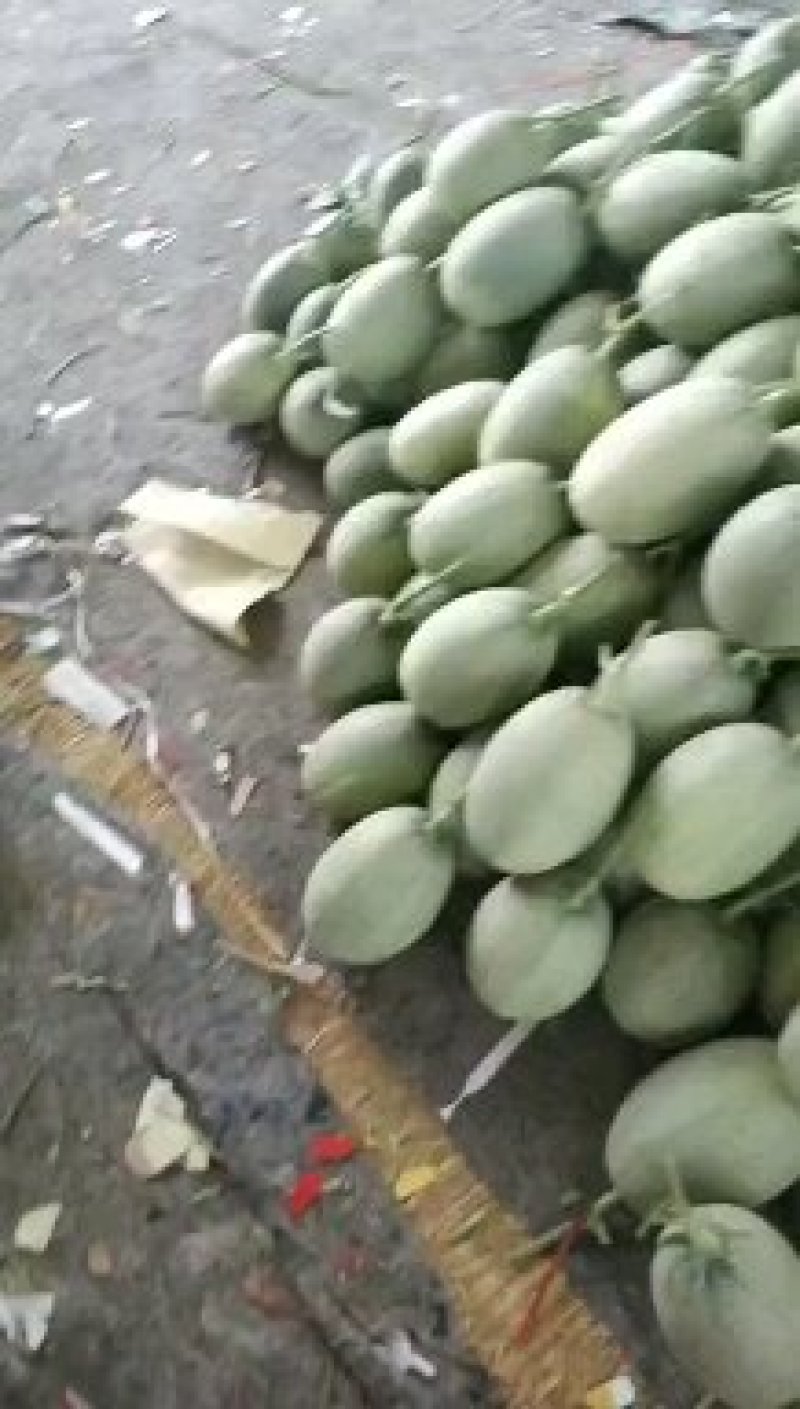 哈密瓜，小密25哈密瓜，大量上市。
