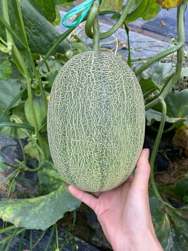 哈密瓜，小密25哈密瓜，大量上市。