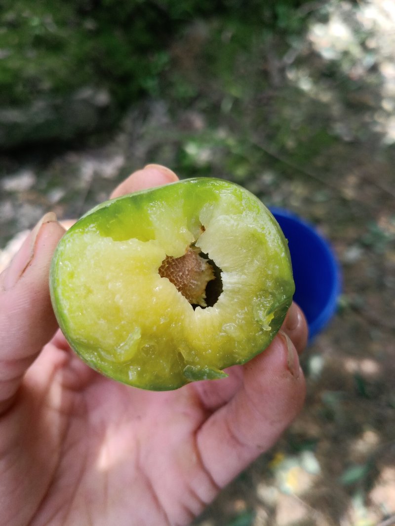 重庆巫山脆皮李