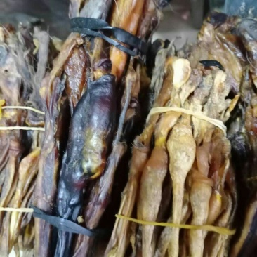 狗鞭，常年批发供应各种规格狗鞭中药材