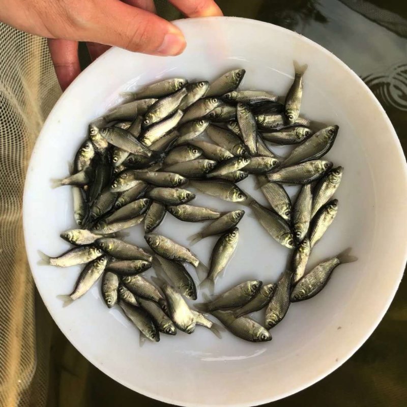 【中科五号鲫鱼苗】大量批发各种鱼苗，四大家鱼及名贵鱼